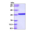 SDS-PAGE gel of recombinant Aequorea victoria GFP protein 3 µg under reducing conditions Coomassie blue stain