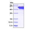 SDS-PAGE gel of recombinant S. aureus Protein A 3 µg under reducing conditions Coomassie blue stain