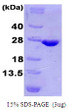SDS-PAGE gel of recombinant human 4-1BB Ligand TNFSF9 protein under reducing conditions