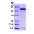Recombinant human HOMER1 protein SDS-PAGE gel 3ug reducing Coomassie stain