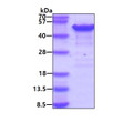 SDS-PAGE gel of recombinant human Calumenin protein 3 µg under reducing conditions Coomassie blue stain