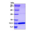 SDS-PAGE gel of recombinant human S100A4 protein under reducing conditions stained with Coomassie blue