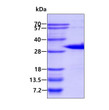 SDS-PAGE gel of recombinant human CITED2 protein 3 μg under reducing conditions Coomassie blue stain