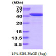 SDS-PAGE gel of recombinant human Serpin B5 Maspin protein under reducing conditions