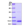 SDS-PAGE of recombinant human BMP-3b GDF-10 protein 3 µg Coomassie blue stain