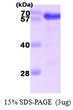 SDS-PAGE gel showing recombinant human Harmonin USH1C protein 3µg under reducing conditions Coomassie blue stain