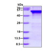 SDS-PAGE gel of recombinant human Aurora A protein 3μg under reducing conditions stained with Coomassie blue