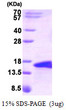SDS-PAGE gel of recombinant human BMP-5 monomer protein under reducing conditions stained with Coomassie blue
