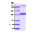 SDS-PAGE gel of recombinant human Peroxiredoxin 6 PRDX6 protein under reducing conditions