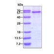 SDS-PAGE gel of recombinant human PTEN protein 3µg under reducing conditions with Coomassie blue stain