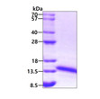 SDS-PAGE gel showing recombinant human Ferredoxin 1 FDX1 protein 3µg under reducing conditions stained with Coomassie blue