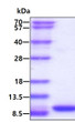 SDS-PAGE gel of recombinant human CCL5 RANTES protein under reducing conditions