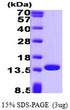 SDS-PAGE gel of recombinant human Profilin 1 PFN1 protein 3μg under reducing conditions stained with Coomassie blue