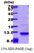 SDS-PAGE gel of recombinant human CCL26 Eotaxin-3 protein under reducing conditions