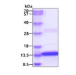 SDS-PAGE gel of recombinant human Galectin-1 LGALS1 protein under reducing conditions stained with Coomassie blue