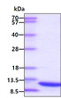 SDS-PAGE gel of recombinant human CCL22 MDC protein under reducing conditions