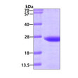 SDS-PAGE gel of recombinant human VPS28 protein 3µg under reducing conditions Coomassie blue stain