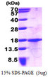 SDS-PAGE gel of recombinant human GDF-15 protein under reducing conditions stained with Coomassie blue