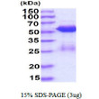 SDS-PAGE gel of recombinant human Smad3 protein under reducing conditions Coomassie blue stain