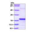 SDS-PAGE gel of recombinant human SKP1 protein 3µg under reducing conditions with Coomassie blue stain