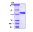 SDS-PAGE of recombinant human 14-3-3 sigma protein under reducing conditions