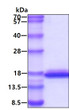 SDS-PAGE of recombinant human Glutaredoxin 2 GLRX2 protein under reducing conditions