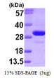 SDS-PAGE gel of recombinant human Ketohexokinase protein 3µg under reducing conditions Coomassie stain