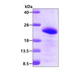 SDS-PAGE gel of recombinant human BAALC protein 3µg under reducing conditions Coomassie blue stain
