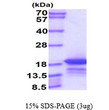 SDS-PAGE gel of recombinant human ENSA protein 3μg reducing conditions Coomassie stain