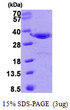 SDS-PAGE of recombinant human Annexin A4 ANXA4 protein under reducing conditions