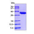 SDS-PAGE gel of recombinant human HO-2 HMOX2 protein under reducing conditions