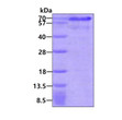 SDS-PAGE gel of recombinant human HEXIM1 protein under reducing conditions stained with Coomassie blue