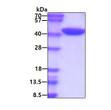 SDS-PAGE gel showing recombinant human PDCD6IP protein 3µg under reducing conditions with Coomassie blue stain