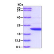 SDS-PAGE of recombinant human APRT protein under reducing conditions with Coomassie blue stain