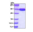 SDS-PAGE gel of recombinant human LDHA protein 3µg under reducing conditions stained with Coomassie blue