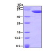 SDS-PAGE gel of recombinant human Calsequestrin 2 CASQ2 protein under reducing conditions