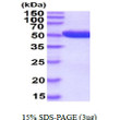 SDS-PAGE gel of recombinant human 6-Phosphogluconate Dehydrogenase PGD protein under reducing conditions