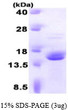 SDS-PAGE gel of recombinant human FKBP13 FKBP2 protein under reducing conditions Coomassie blue stain