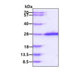SDS-PAGE gel of recombinant human SOX2 protein under reducing conditions stained with Coomassie blue