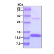 SDS-PAGE of recombinant human Thioredoxin-1 protein under reducing conditions with Coomassie blue stain