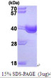 SDS-PAGE gel of recombinant human SGTA protein 3µg under reducing conditions stained with Coomassie blue