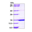 SDS-PAGE of recombinant human MAGOH protein under reducing conditions with Coomassie blue staining