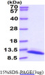 SDS-PAGE gel of recombinant E.coli trxA protein 3μg under reducing conditions Coomassie blue stain