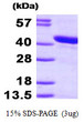 SDS-PAGE gel of recombinant human HSPBP1 protein 3µg under reducing conditions Coomassie blue stain