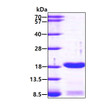 SDS-PAGE gel of recombinant human SUB1 protein stained with Coomassie blue