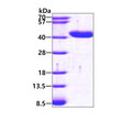 SDS-PAGE gel of recombinant human GRHPR protein 3μg under reducing conditions Coomassie blue stain