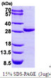 SDS-PAGE gel of recombinant human CERT1 protein 3ug reducing conditions Coomassie blue stain