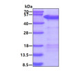 SDS-PAGE gel showing recombinant human MAGEA4 protein 3µg under reducing conditions with Coomassie blue stain