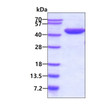 SDS-PAGE gel showing recombinant human AST1 GOT1 protein under reducing conditions stained with Coomassie blue