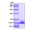 SDS-PAGE gel showing recombinant human ICAT CTNNBIP1 protein 3µg under reducing conditions with Coomassie blue stain